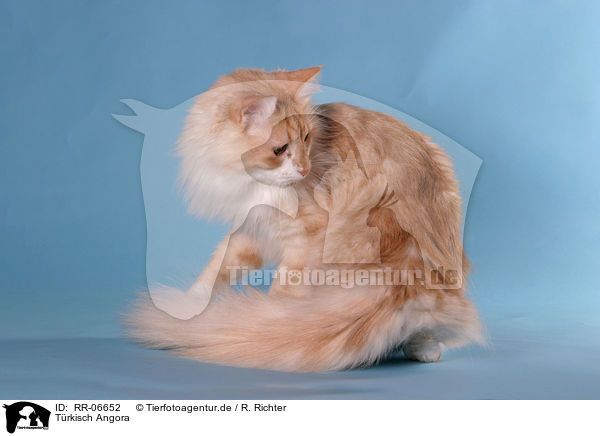 Trkisch Angora / Angora cat / RR-06652