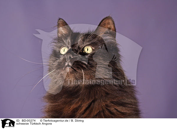 schwarze Trkisch Angora / black turkish angora / BD-00274
