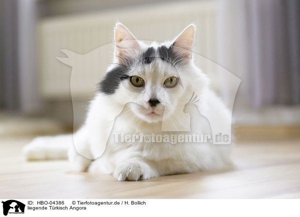 liegende Trkisch Angora / lying Turkish Angora / HBO-04386