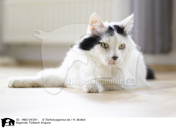 liegende Trkisch Angora / lying Turkish Angora / HBO-04391