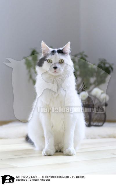 sitzende Trkisch Angora / sitting Turkish Angora / HBO-04394