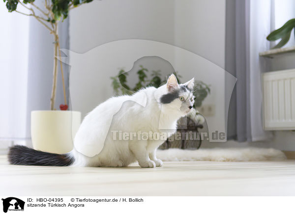 sitzende Trkisch Angora / sitting Turkish Angora / HBO-04395