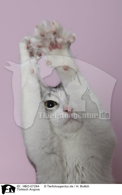 Trkisch Angora / Turkish angora / HBO-07284