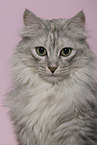 Trkisch Angora