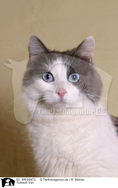 Trkisch Van / Turkish Van / RR-06873