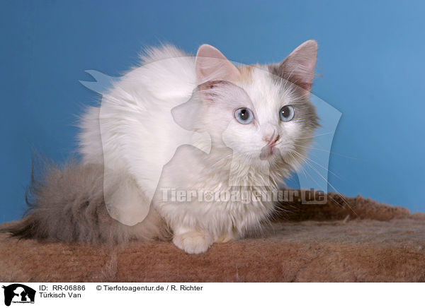 Trkisch Van / Turkish Van / RR-06886