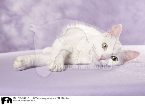 weie Trkisch Van / white cat / RR-10910