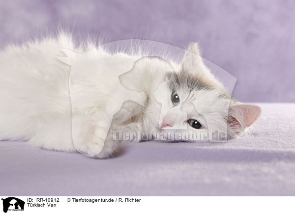 Trkisch Van / Turkish van / RR-10912