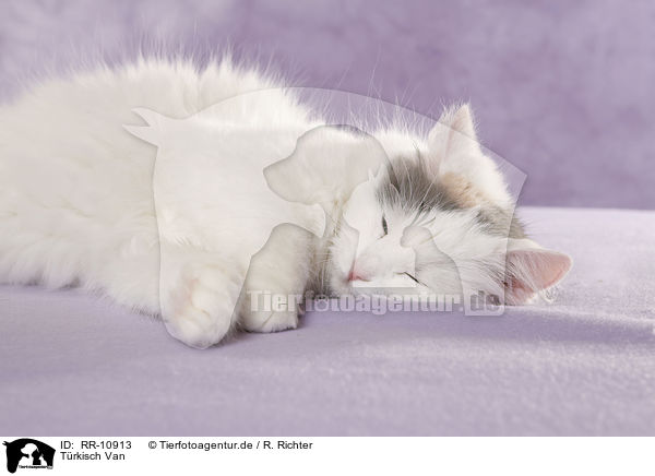 Trkisch Van / Turkish van / RR-10913