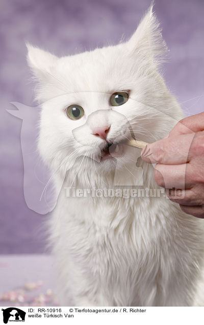 weie Trkisch Van / white cat / RR-10916