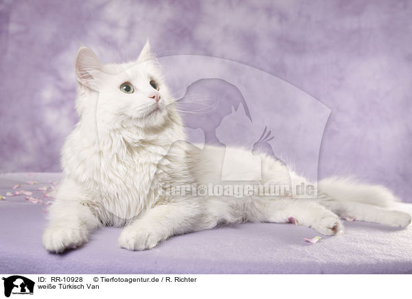 weie Trkisch Van / white cat / RR-10928