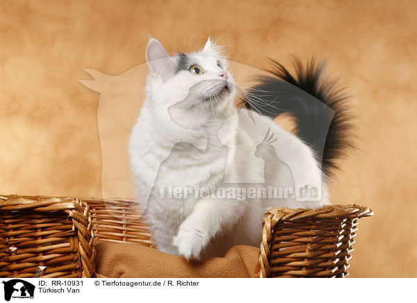 Trkisch Van / Turkish van / RR-10931