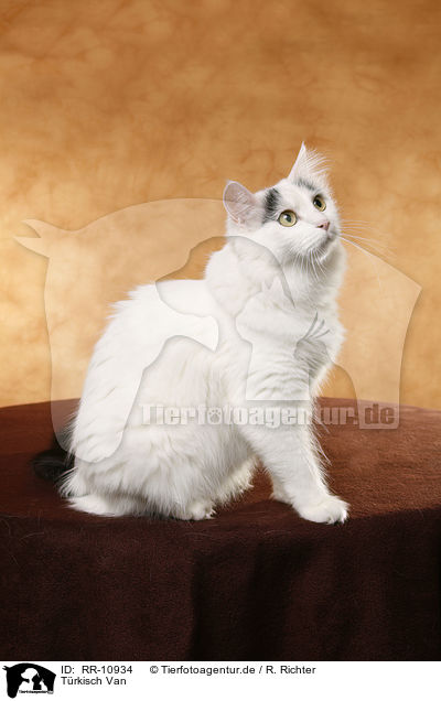 Trkisch Van / Turkish van / RR-10934