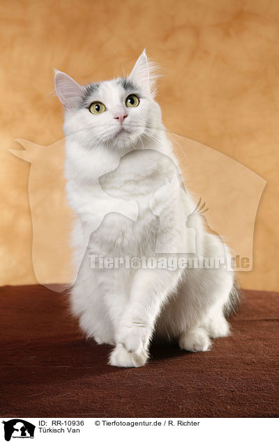 Trkisch Van / Turkish van / RR-10936
