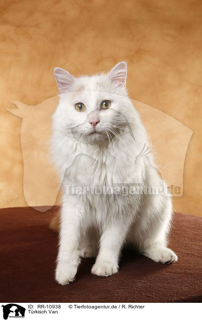 Trkisch Van / Turkish van / RR-10938