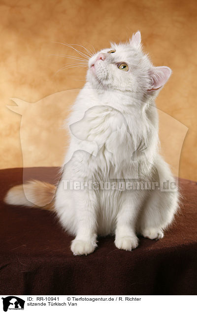 sitzende Trkisch Van / sitting Turkish van / RR-10941