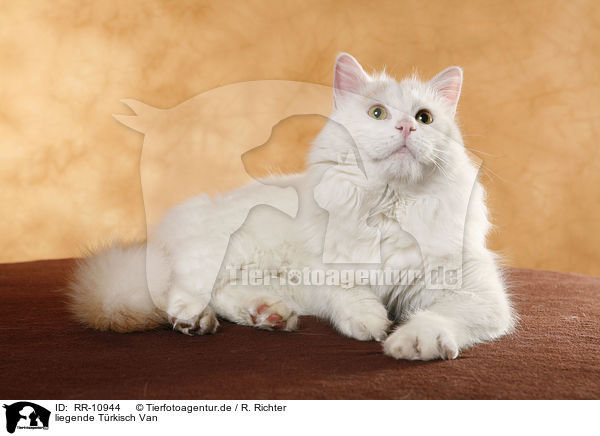 liegende Trkisch Van / lying Turkish van / RR-10944