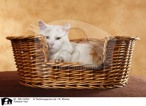 Trkisch Van / Turkish van / RR-10950