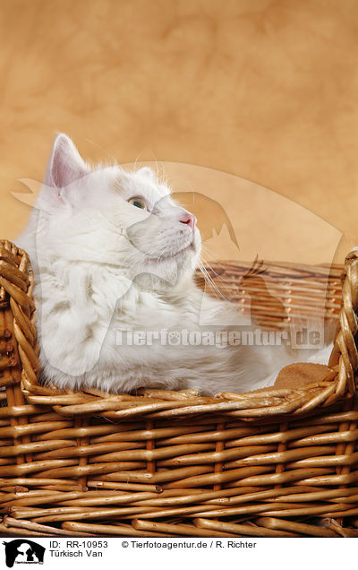 Trkisch Van / Turkish van / RR-10953