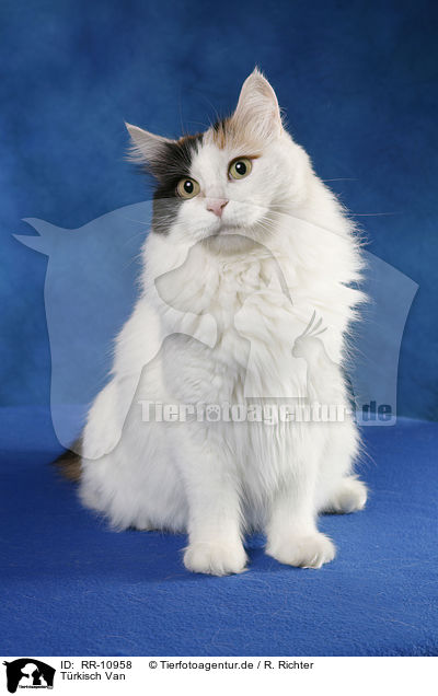 Trkisch Van / Turkish van / RR-10958