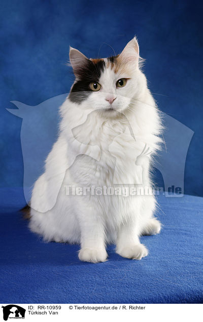 Trkisch Van / Turkish van / RR-10959