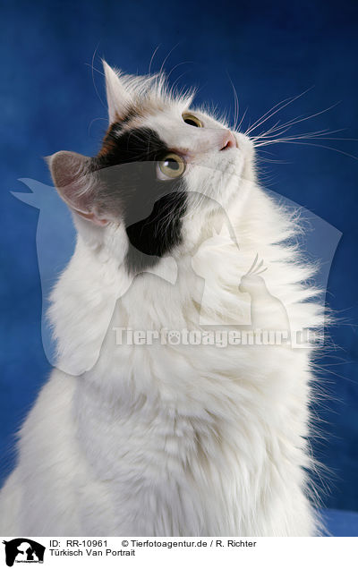 Trkisch Van Portrait / Turkish van Portrait / RR-10961