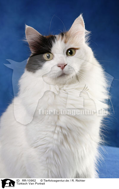 Trkisch Van Portrait / Turkish van Portrait / RR-10962