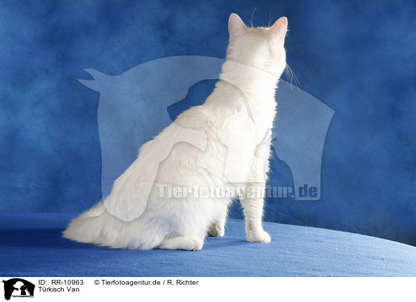 Trkisch Van / Turkish van / RR-10963