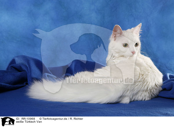 weie Trkisch Van / white cat / RR-10968