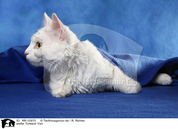 weie Trkisch Van / white cat / RR-10970