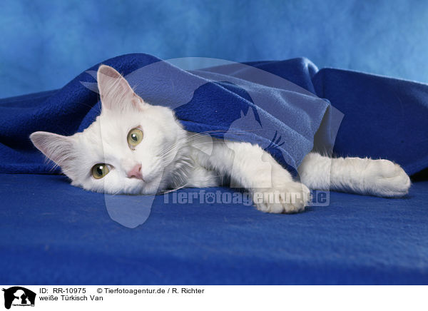 weie Trkisch Van / white cat / RR-10975