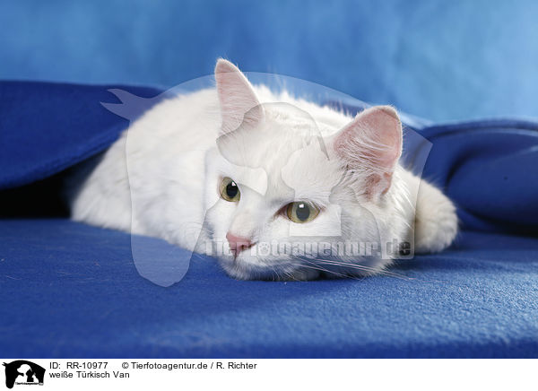 weie Trkisch Van / white cat / RR-10977