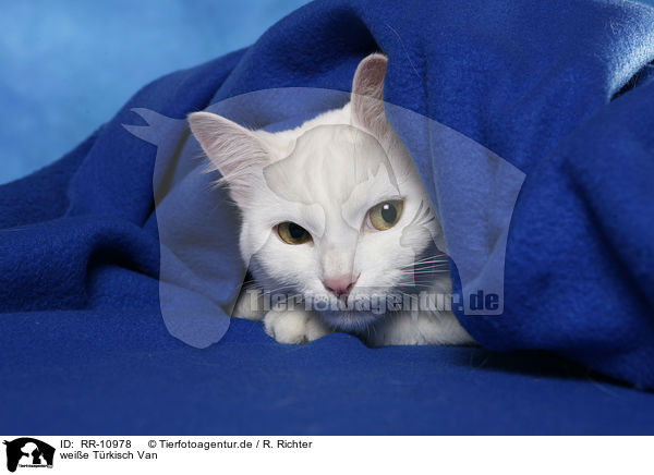 weie Trkisch Van / white cat / RR-10978