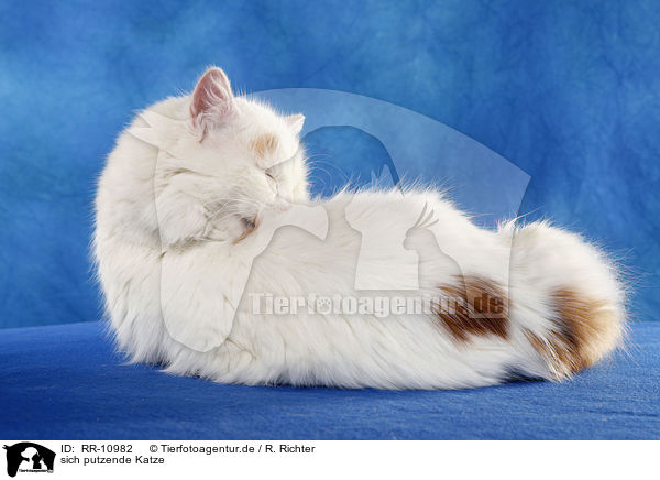 sich putzende Katze / cleaning cat / RR-10982