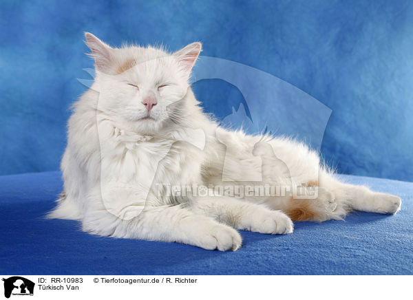 Trkisch Van / Turkish van / RR-10983