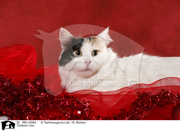 Trkisch Van / Turkish van / RR-10984