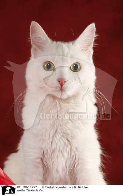 weie Trkisch Van / white cat / RR-10997