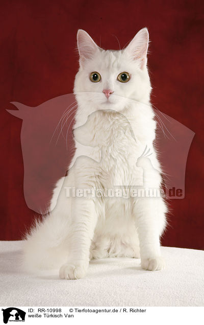 weie Trkisch Van / white cat / RR-10998
