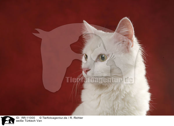weie Trkisch Van / white cat / RR-11000