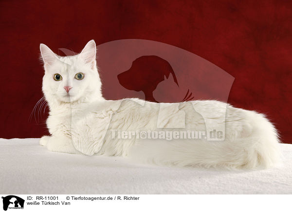 weie Trkisch Van / white cat / RR-11001