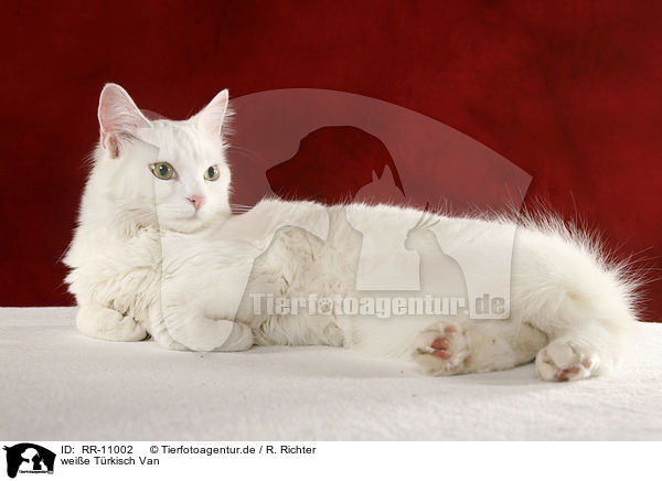 weie Trkisch Van / white cat / RR-11002
