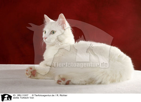 weie Trkisch Van / white cat / RR-11007