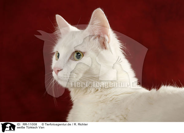 weie Trkisch Van / white cat / RR-11008