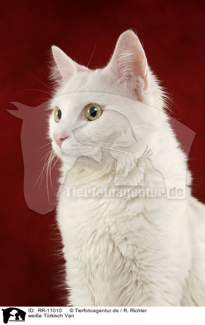 weie Trkisch Van / white cat / RR-11010