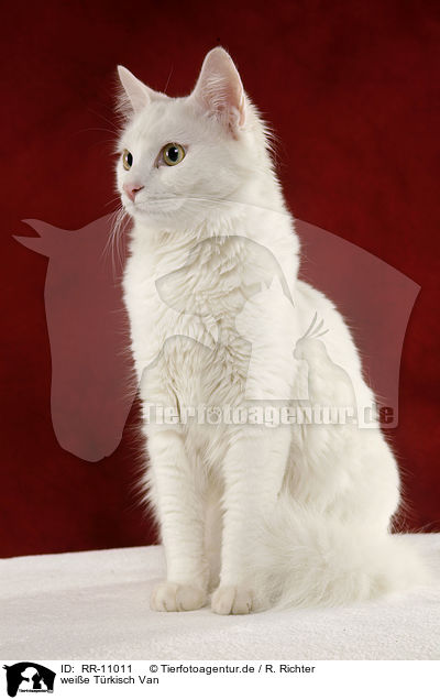 weie Trkisch Van / white cat / RR-11011