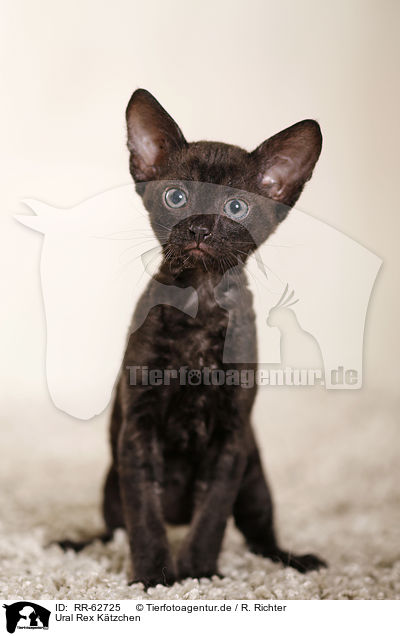 Ural Rex K�tzchen / Ural Rex Kitten / RR-62725