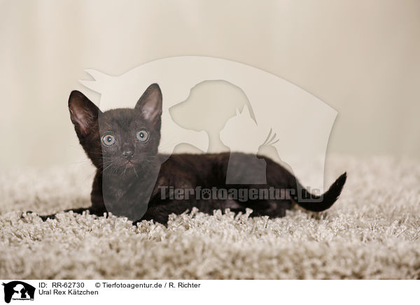 Ural Rex K�tzchen / Ural Rex Kitten / RR-62730