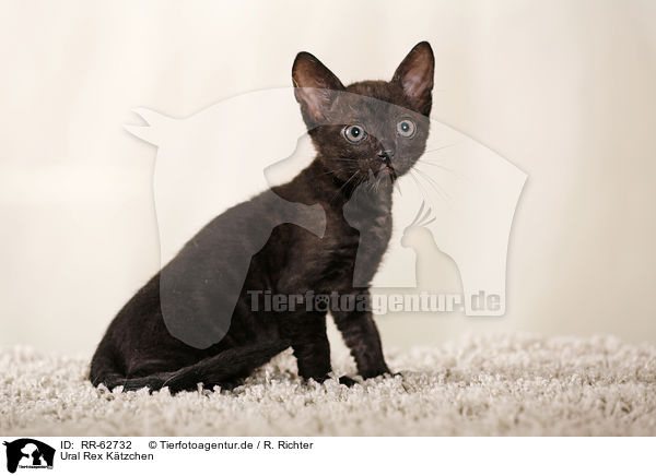 Ural Rex Ktzchen / Ural Rex Kitten / RR-62732