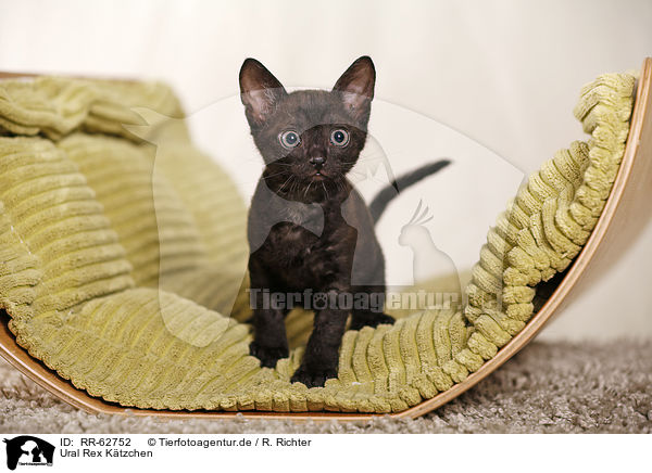 Ural Rex K�tzchen / Ural Rex Kitten / RR-62752