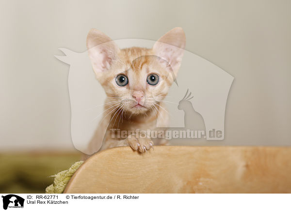 Ural Rex Ktzchen / RR-62771